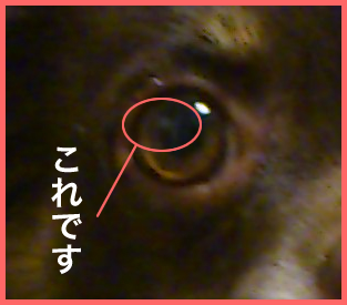 眼球に白いものが 愛犬チワワ チョコタン２匹の物語