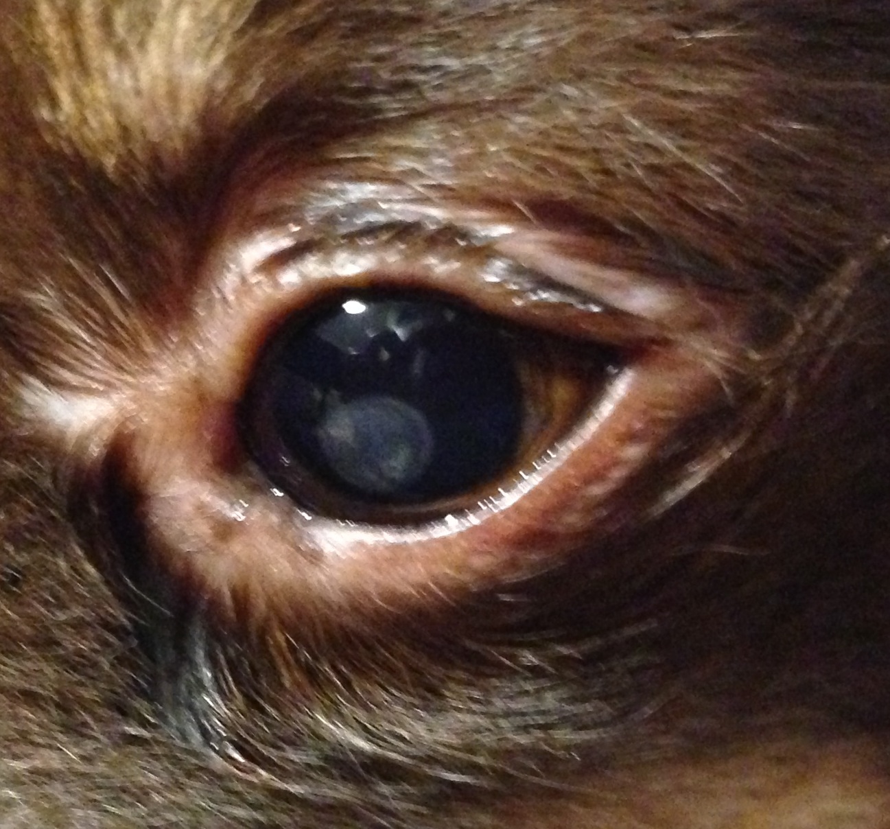 角膜ジストロフィーからさらに悪化した 愛犬チワワ チョコタン２匹の物語